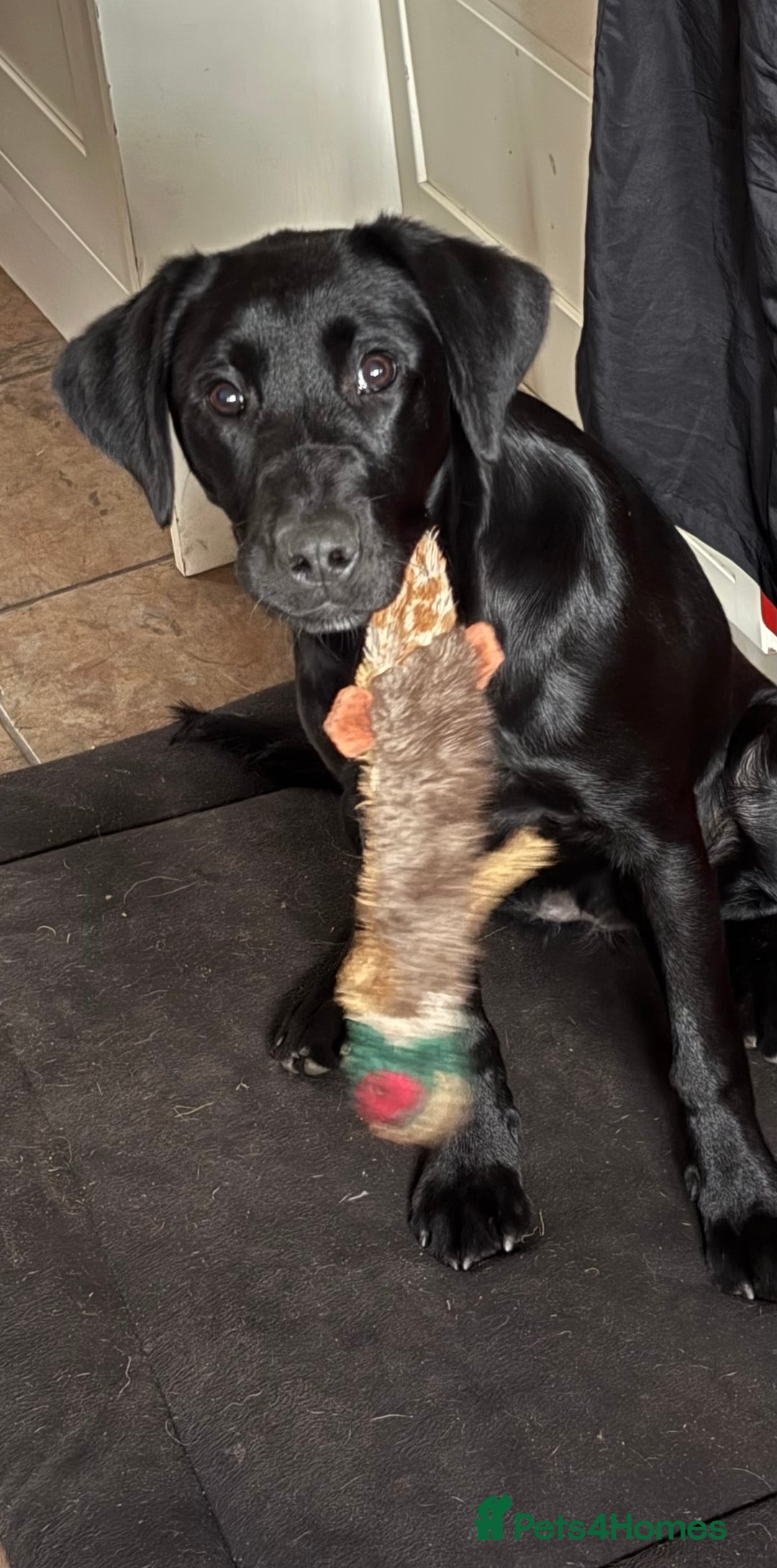 Labrador Retriever dogs for sale: Labrador Retriever 6 month Bitch - Advert 1