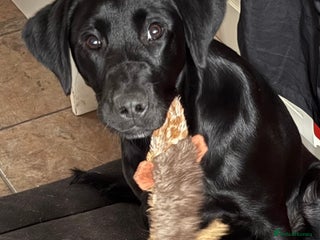 Labrador Retriever dogs for sale: Labrador Retriever 6 month Bitch - Advert 1