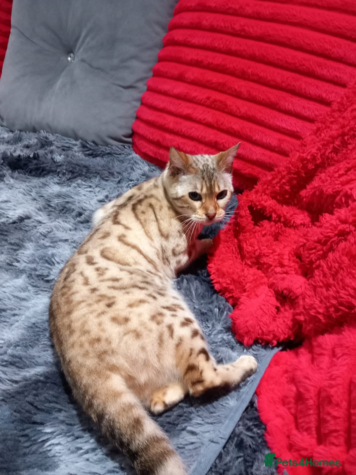 Bengal cats Bengal snow boy - Advert 17