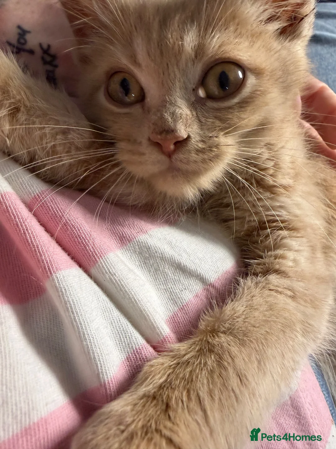 Maine Coon cats for sale: Gorgeous XL Russian Maine Coon X GCCF BSH kittens - Advert 2