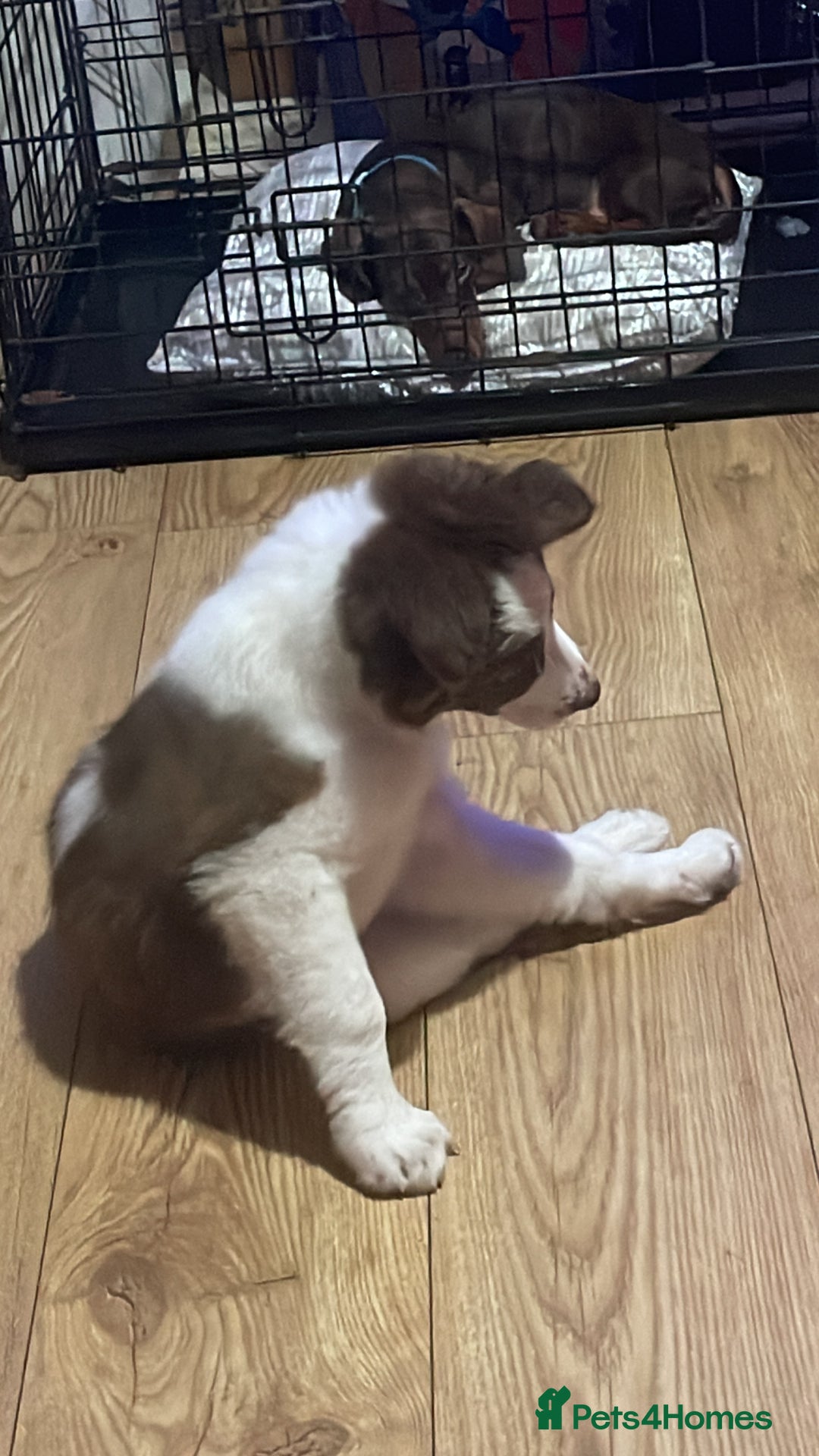 Border Collie dogs for sale: White and brown border collie  - Advert 5