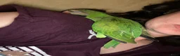 Parakeets birds for sale: Moustache Parakeet  - Advert 6