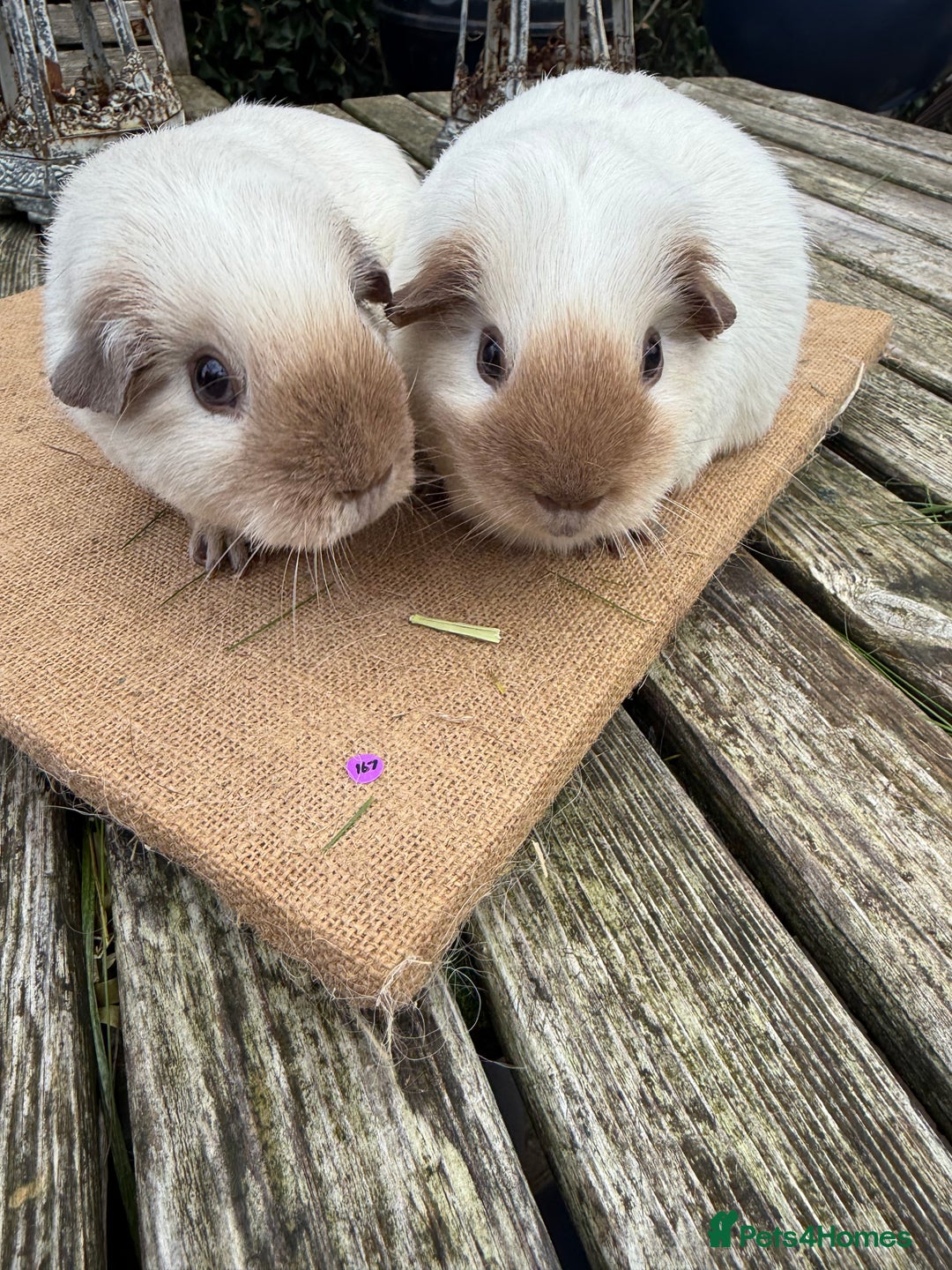 Guinea Pig rodents for sale: Pure bred California & Swiss guineapigs  - Advert 31