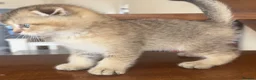 Scottish Fold cats for sale: Adorable Scottish fold kittens  - Advert 7