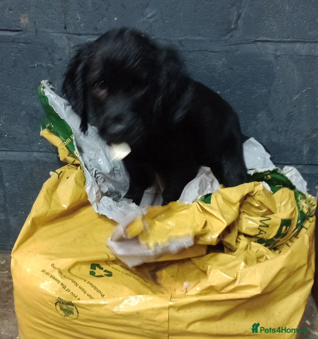 Cocker Spaniel dogs for sale: Cocker Spaniels READY NOW - working - Advert 7