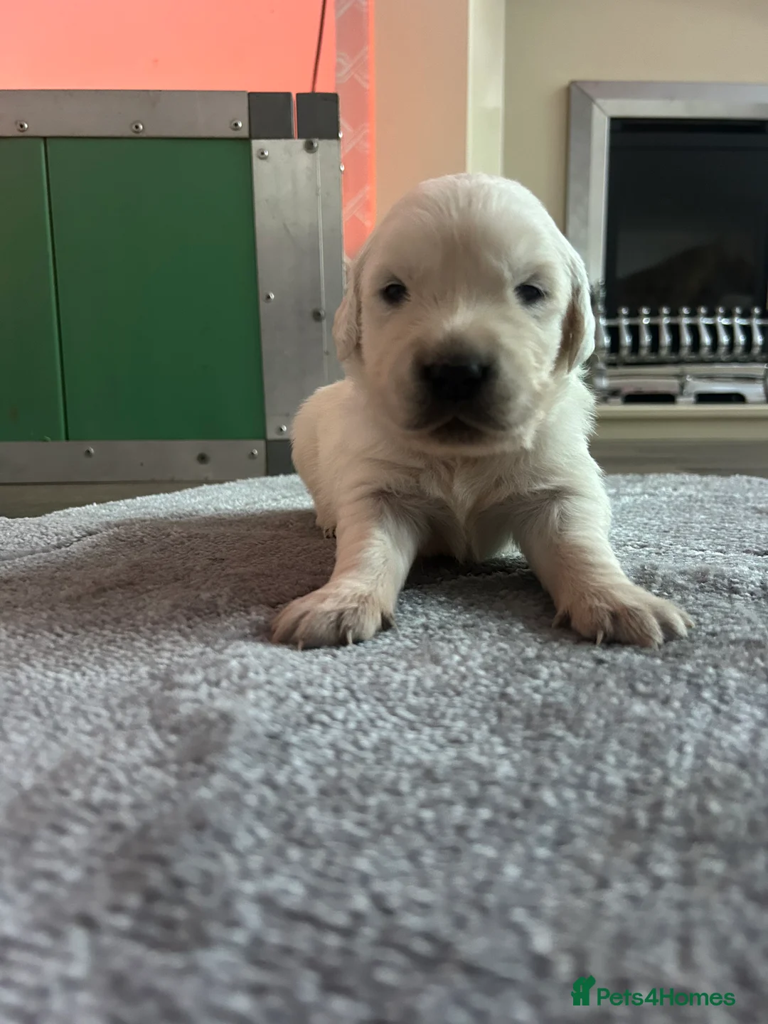 Golden Retriever dogs for sale: English cream golden retrievers - Advert 4