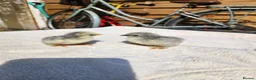 Chickens poultry for sale: Lavender Pekin chicks for sale - Advert 1