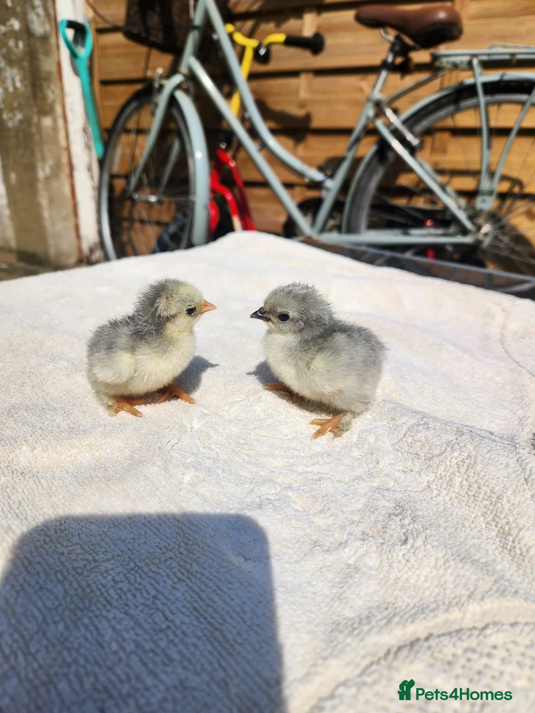 Chickens poultry for sale: Lavender Pekin chicks for sale - Advert 1