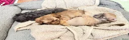 Chihuahua dogs for sale: 💕🐾 GORGEOUS LONG-HAIRED CHIHUAHUA GIRLS 🐾💕 - Advert 3