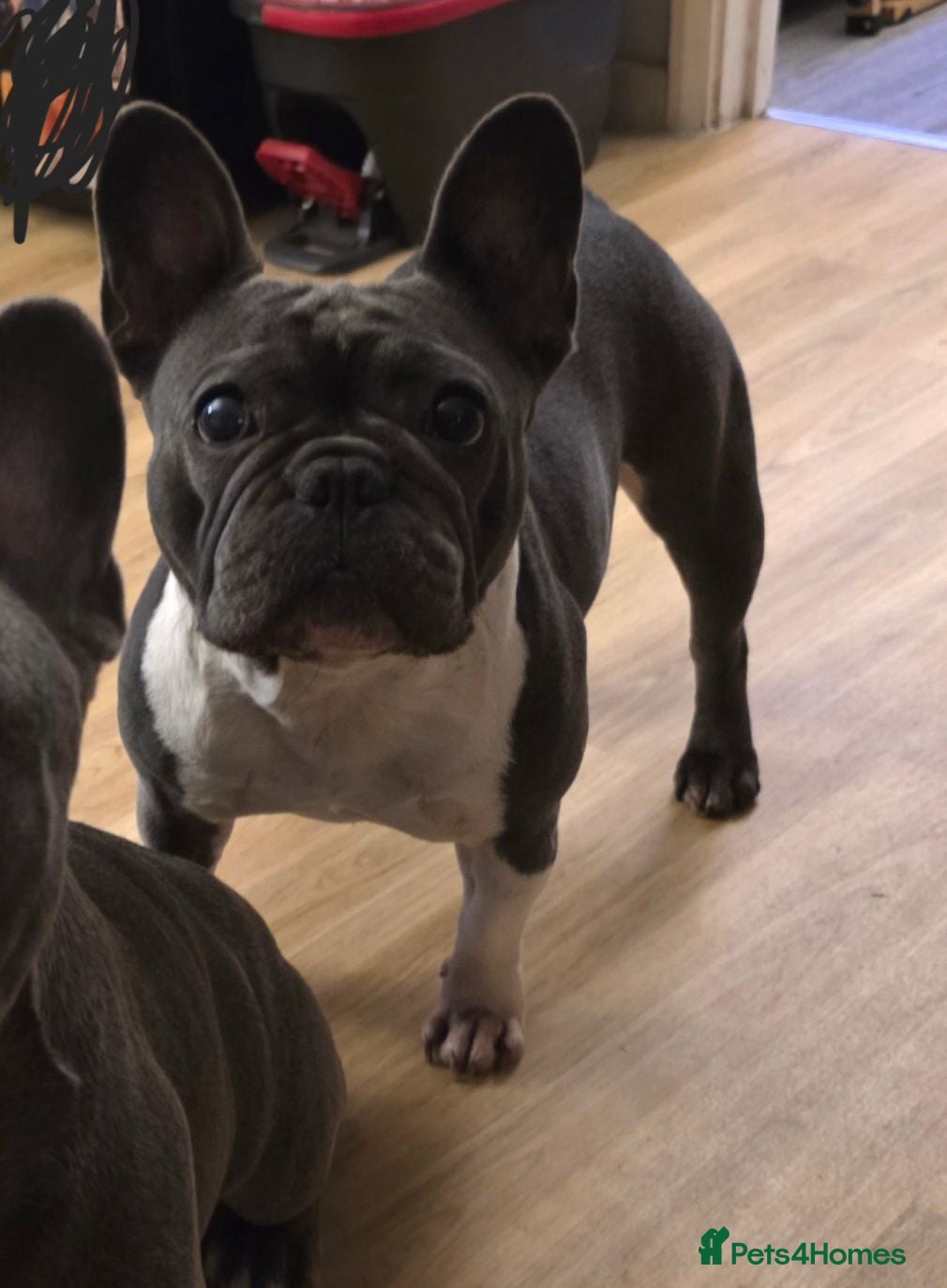 French Bulldog dogs French bulldog female  - Advert 16