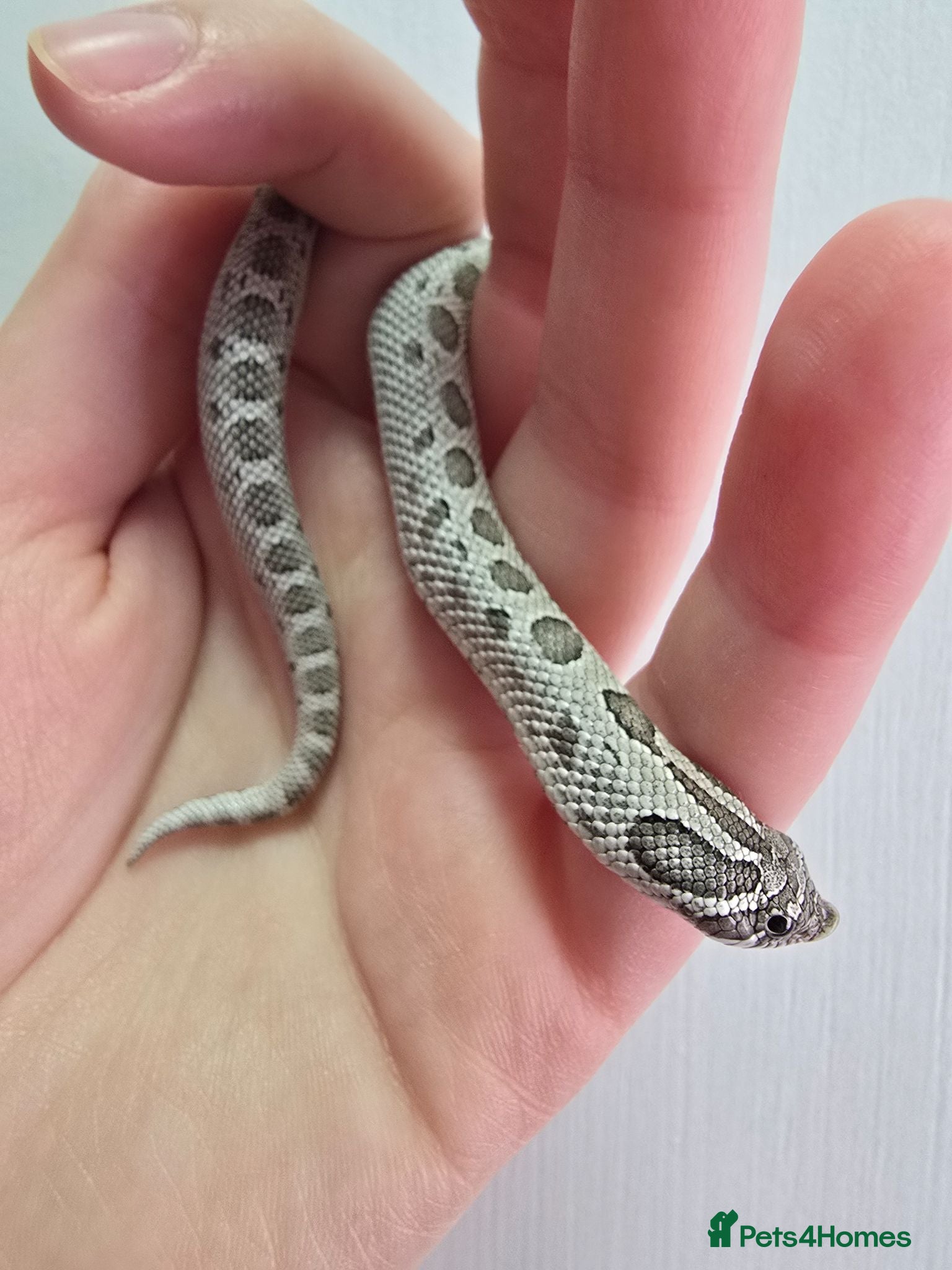 Snake reptiles CB 26 Western hognose babies ready for homes - Advert 1