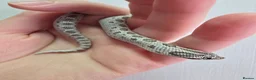 Snake reptiles for sale: CB 26 Western hognose babies ready for homes - Advert 7