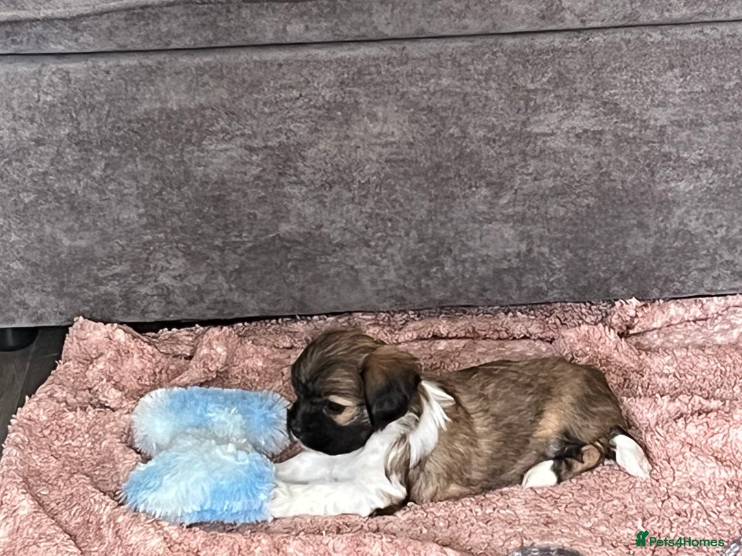 Lhasa Apso dogs for sale: Dogs  - Image 1