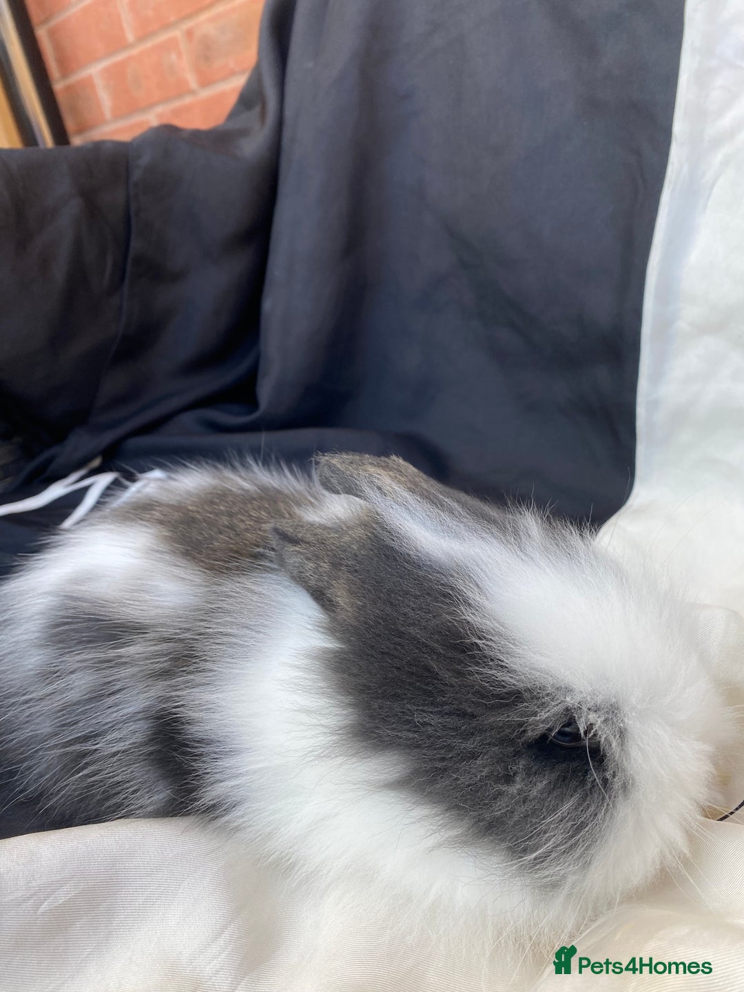 Lionhead rabbits for sale: Female Baby Lionhead Dwarf - Last One 6wks old - Image 1