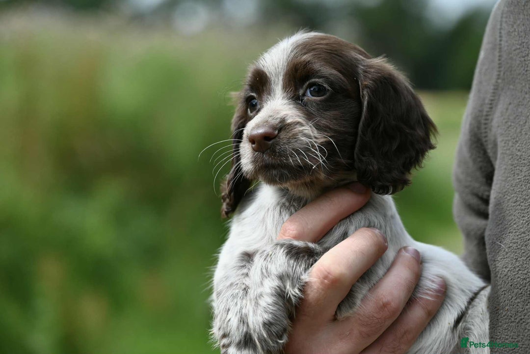 Cocker Spaniel dogs for sale: Exceptional litter of working cocker spaniel pups - Image 1