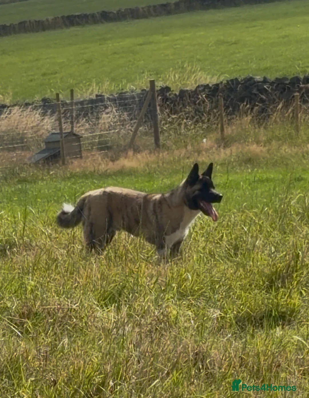 Akita dogs for sale: 6 Months American Akita  in Shipley - Advert 3
