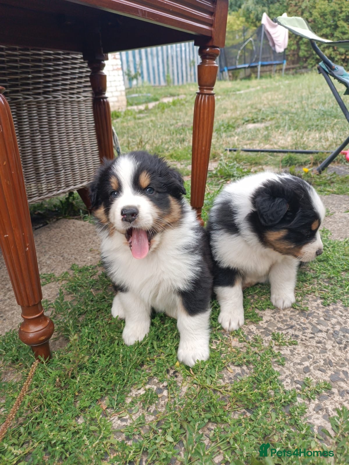 Australian Shepherd dogs Australian Shepherd  - Advert 1