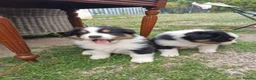Australian Shepherd dogs for sale: Australian Shepherd  - Advert 3