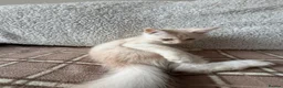 Maine Coon cats for sale: Maine Coon 3/4 Cross Kittens  - Advert 8