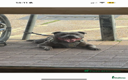 Staffordshire Bull Terrier dogs for stud: Aqua chop SPENCE🩸A SUPERB CH VALGLO BLOODLINE🩸 in Dover - Image 1