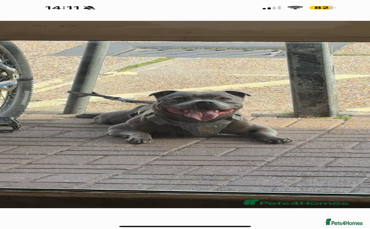 Staffordshire Bull Terrier dogs in Dover - Advert 7
