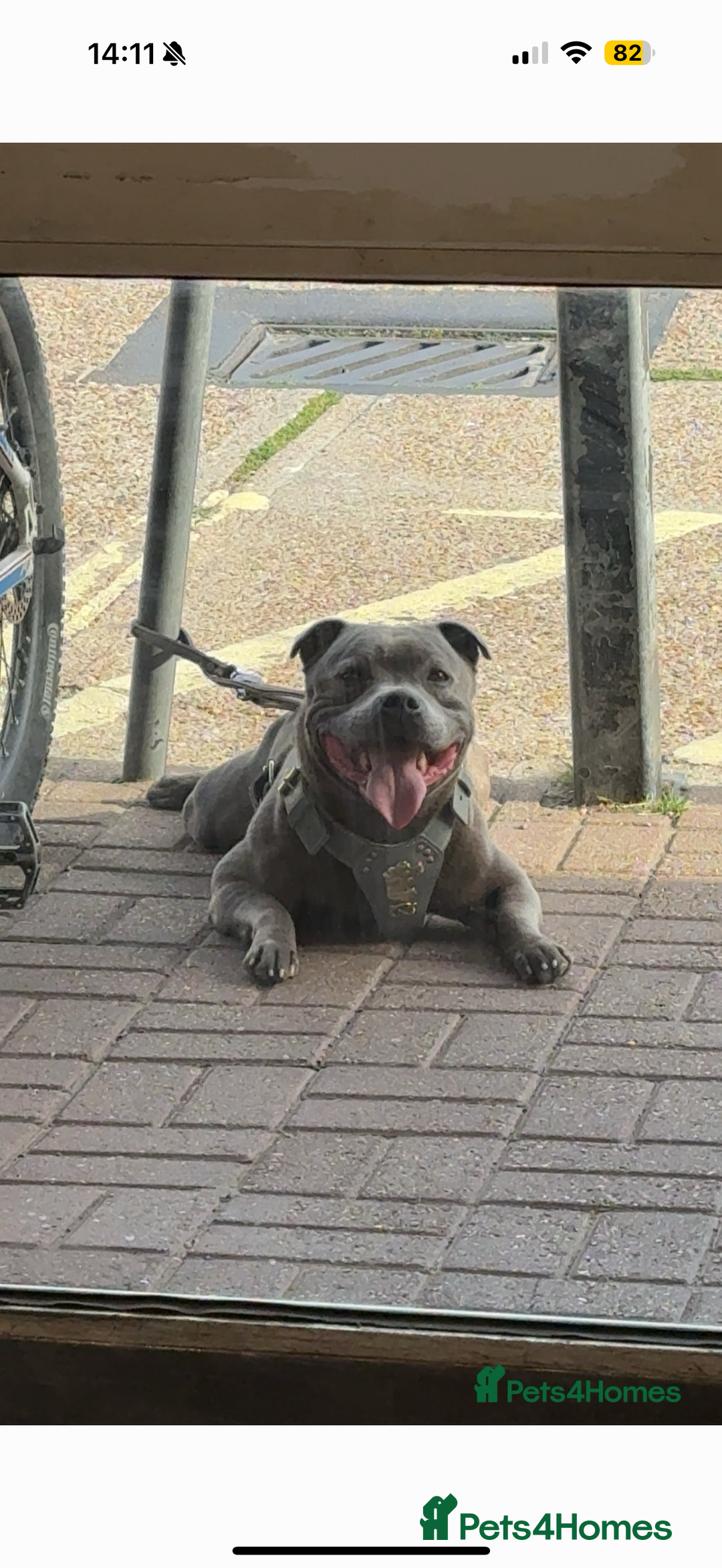 Staffordshire Bull Terrier dogs for stud: Aqua chop SPENCE🩸A SUPERB CH VALGLO BLOODLINE🩸 in Dover - Image 1