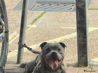 Staffordshire Bull Terrier dogs in Dover - Advert 1
