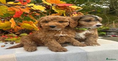 Cockapoo dogs - Advert 8