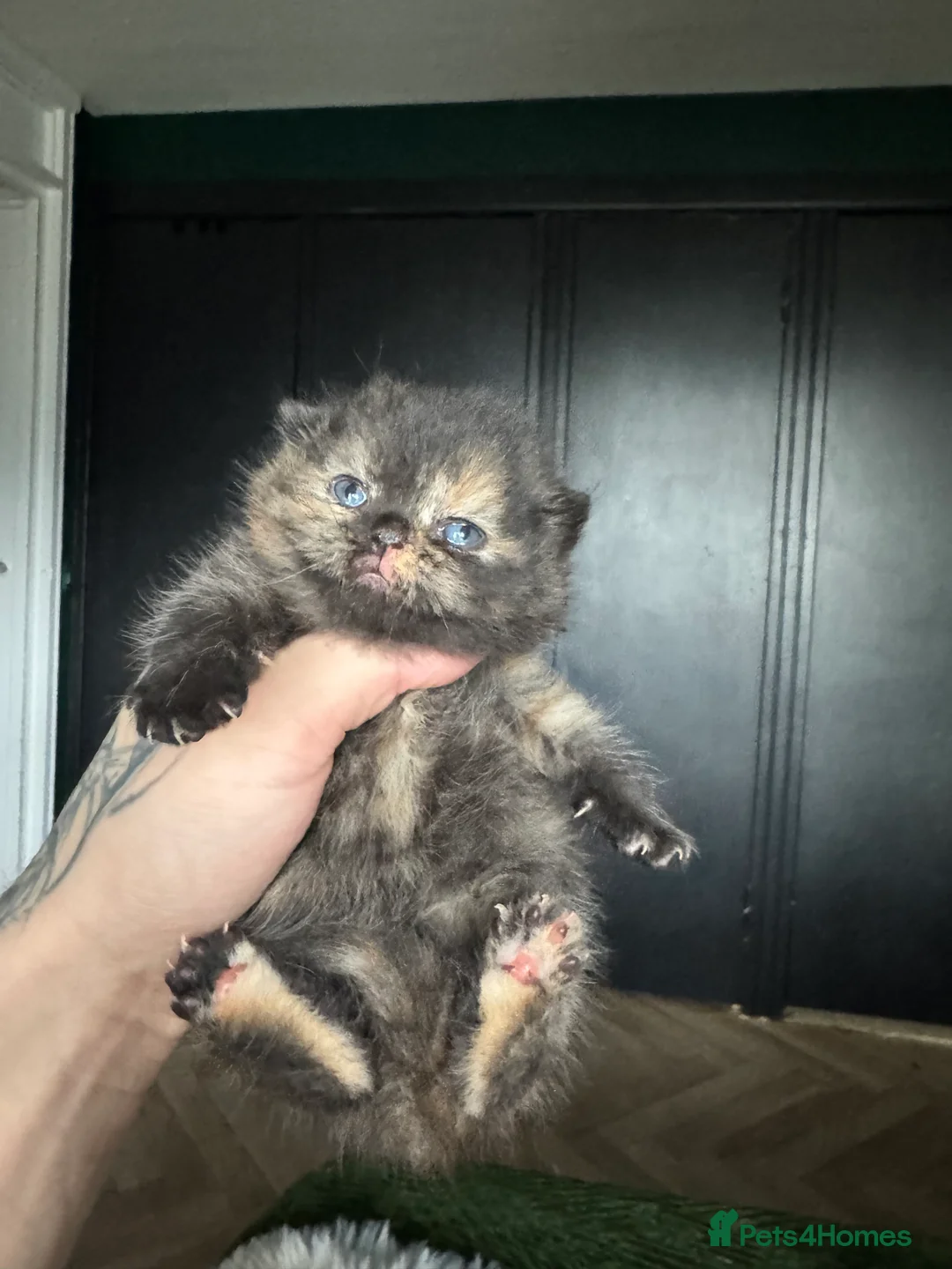 British Shorthair cats for sale: Tica reg BSH kittens  - Advert 23