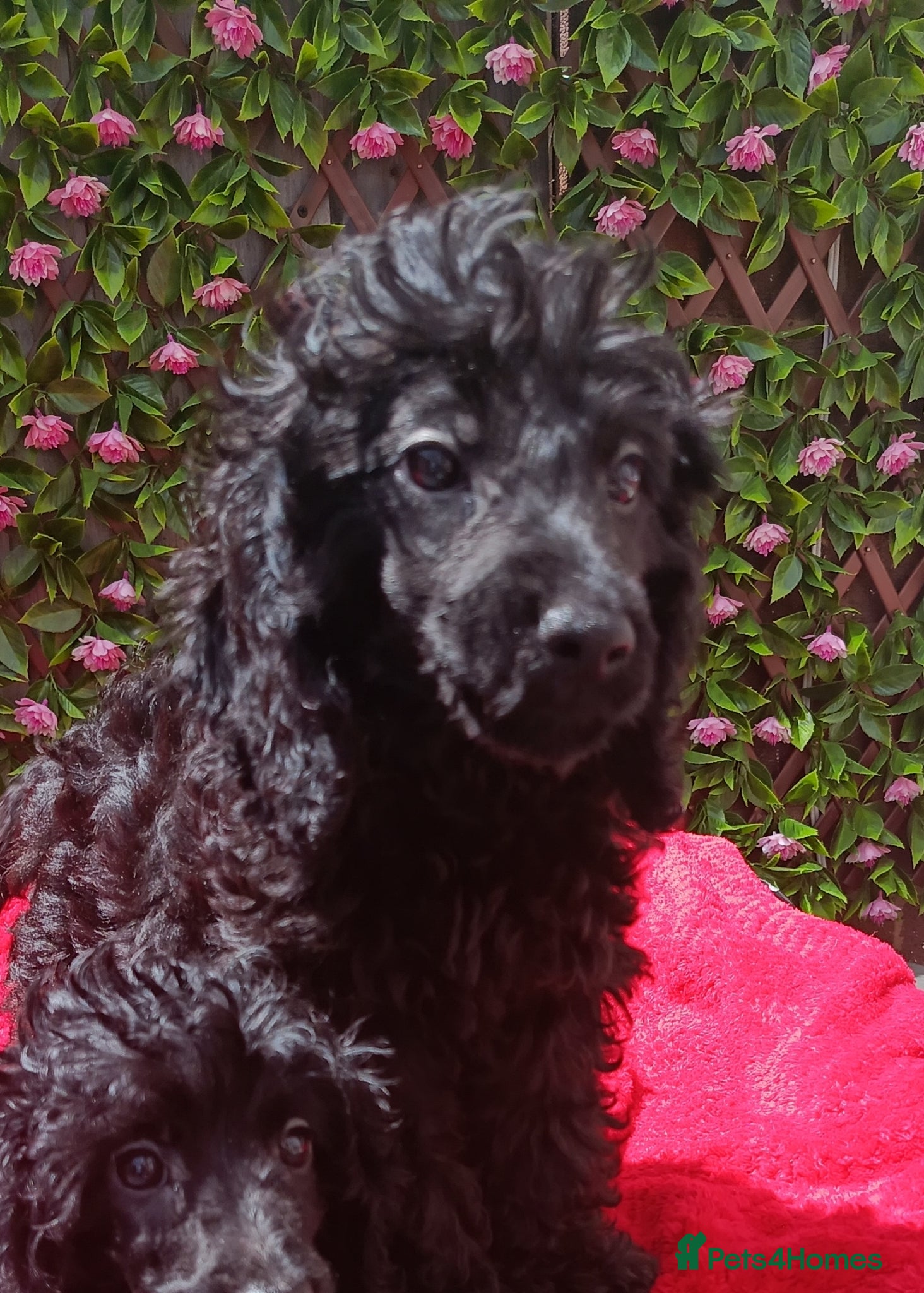 Cavapoo dogs for sale: FULLY VAX F1 CAVAPOO EXTENSIVELY H TESTED TOY SIZE - Advert 8