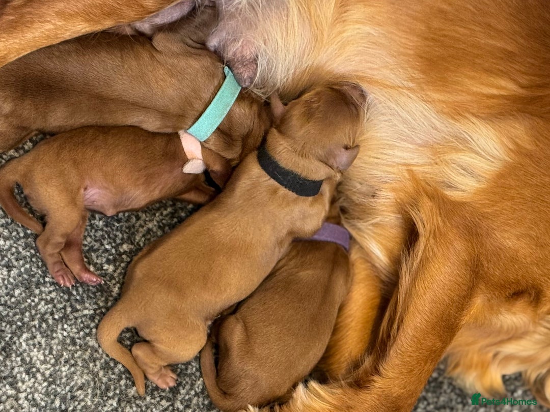 Cavapoo dogs for sale: F1 Cavapoo males 🖤🩵 - Image 2