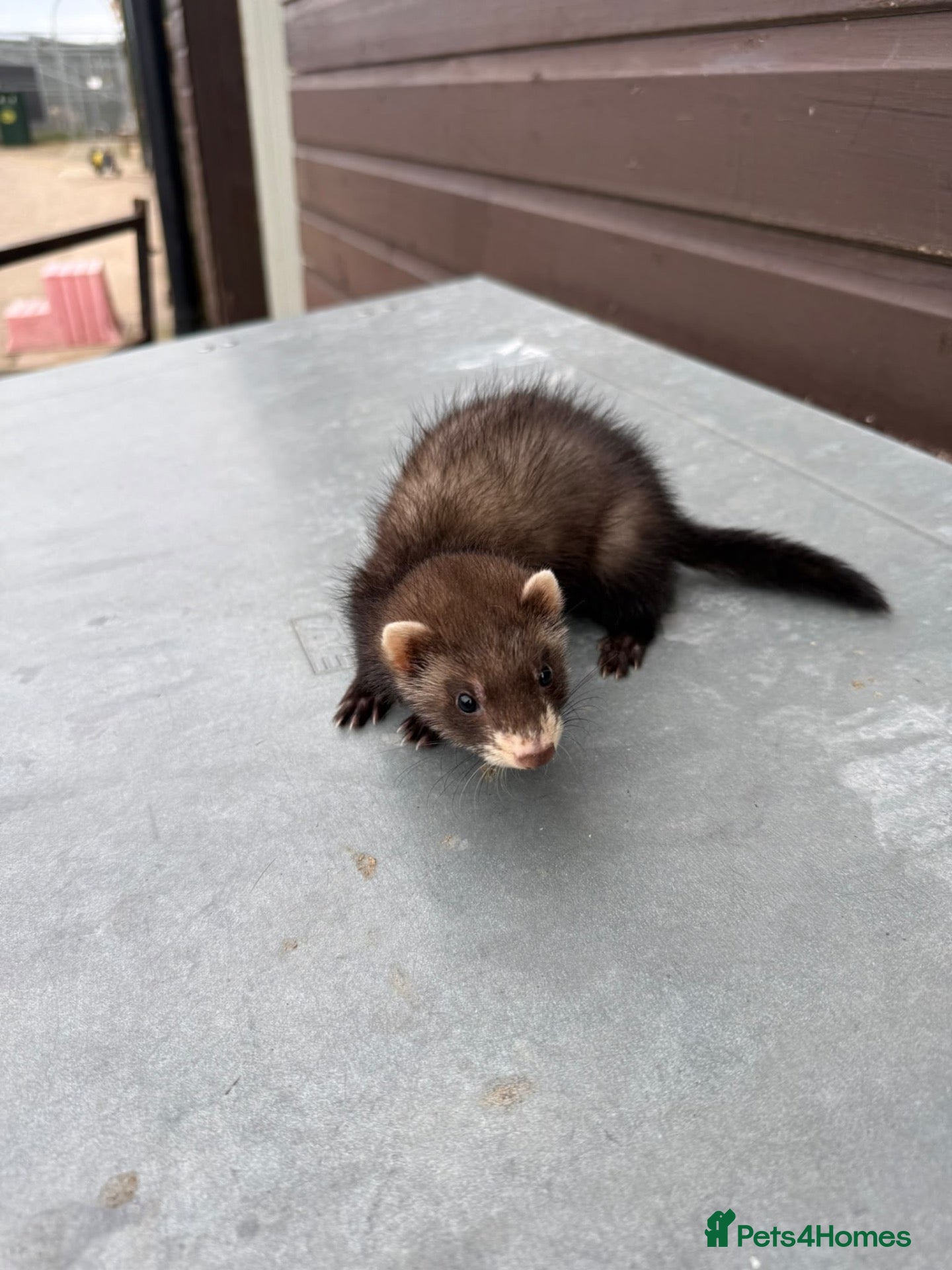 Ferret rodents 5 standard jills available.  - Advert 1