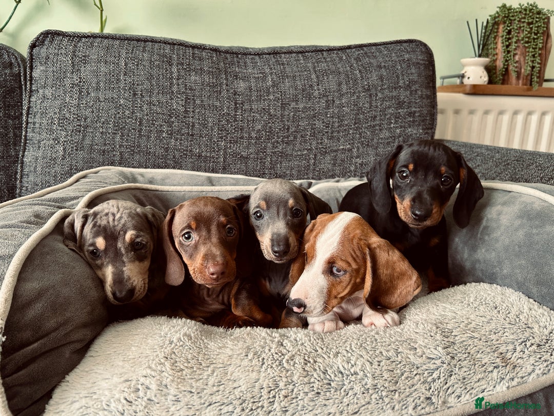 Dachshund dogs for sale: Only 2 boys and 2 girls left❤️💚🩵 - Image 6