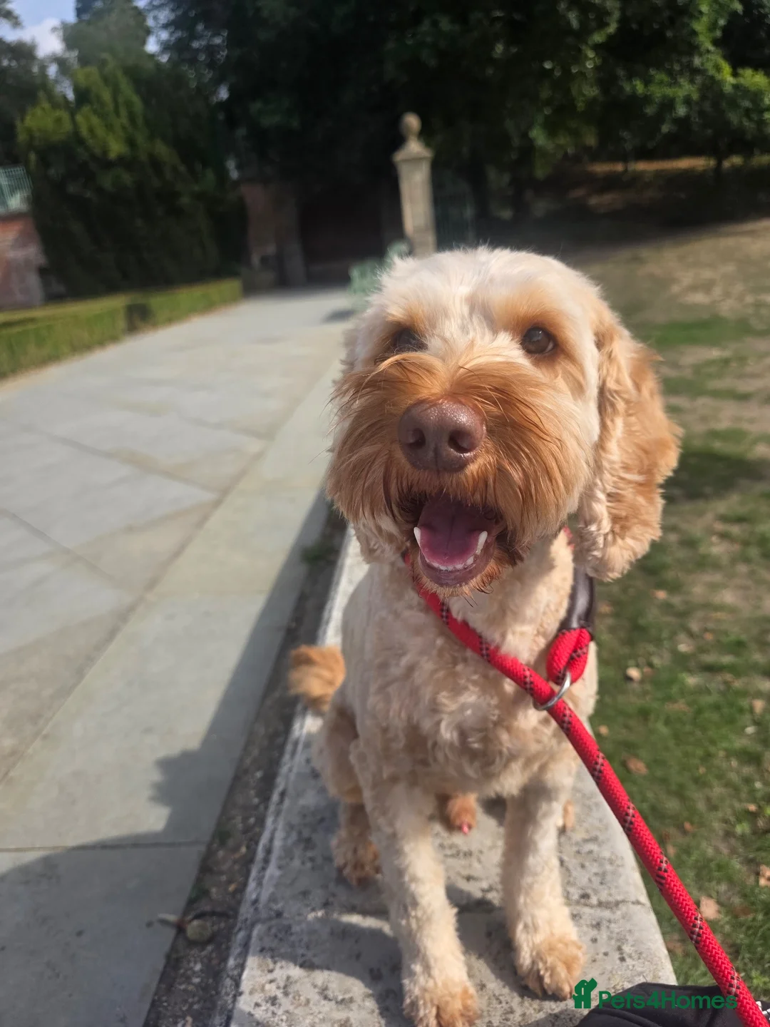 Cockapoo dogs for sale: Carter my handsome boy - Advert 1