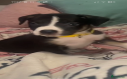 Mixed Breed dogs for sale: 1 puppy left, beautiful little girl 🩷🩷🩷 - Advert 1