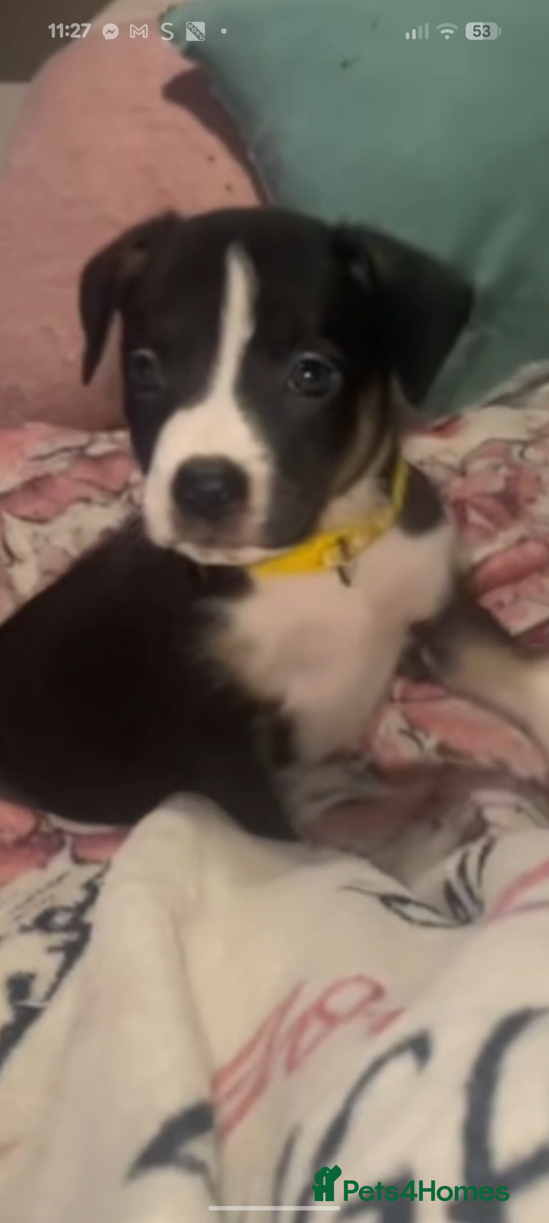 Mixed Breed dogs for sale: 1 puppy left, beautiful little girl 🩷🩷🩷 - Advert 1