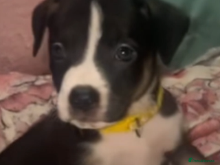 Mixed Breed dogs 1 puppy left, beautiful little girl 🩷🩷🩷 - Advert 2