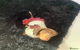 Dachshund dogs for sale: Dachshund looking for her forever home - Image 2
