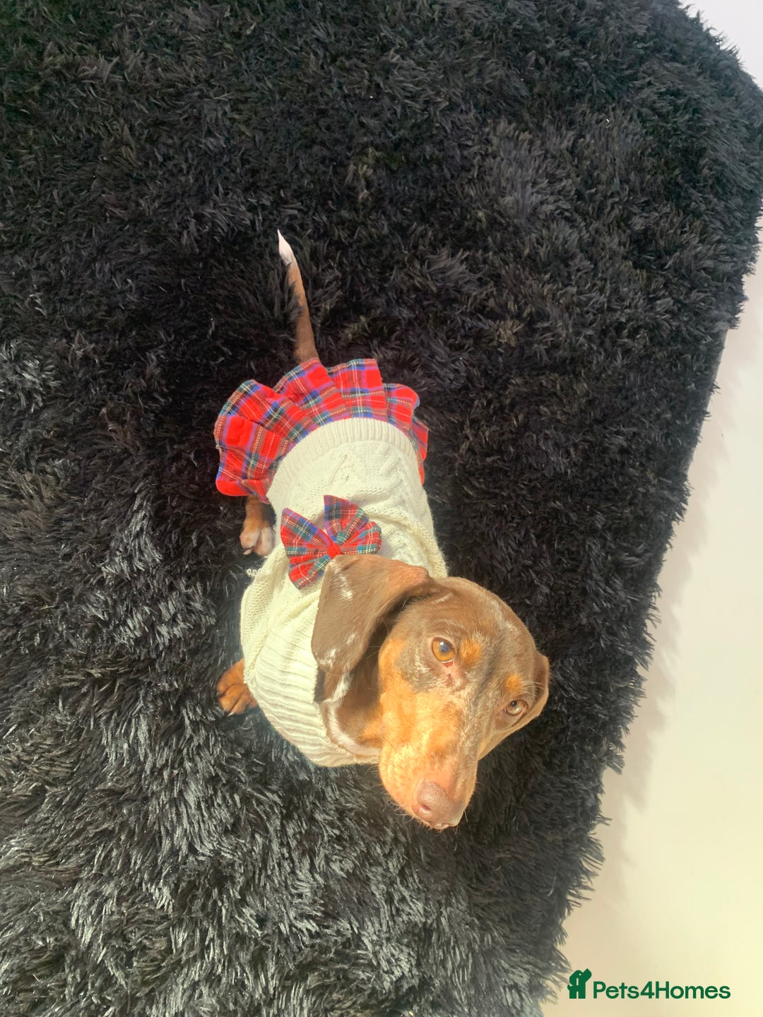 Dachshund dogs for sale: Dachshund looking for her forever home - Image 2