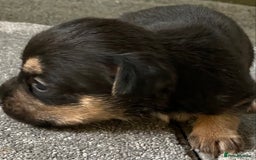 Jack Russell dogs for sale: 6 Jack Russell Puppies  - Advert 7