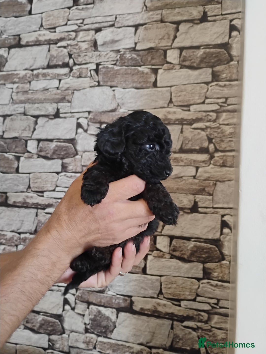 Toy Poodle dogs for sale: KC REGISTERED TOY POODLES READY NOW  - Image 9