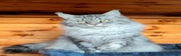 Maine Coon cats for sale: Beautiful TICA Registered Maine Coon Kittens - Advert 8