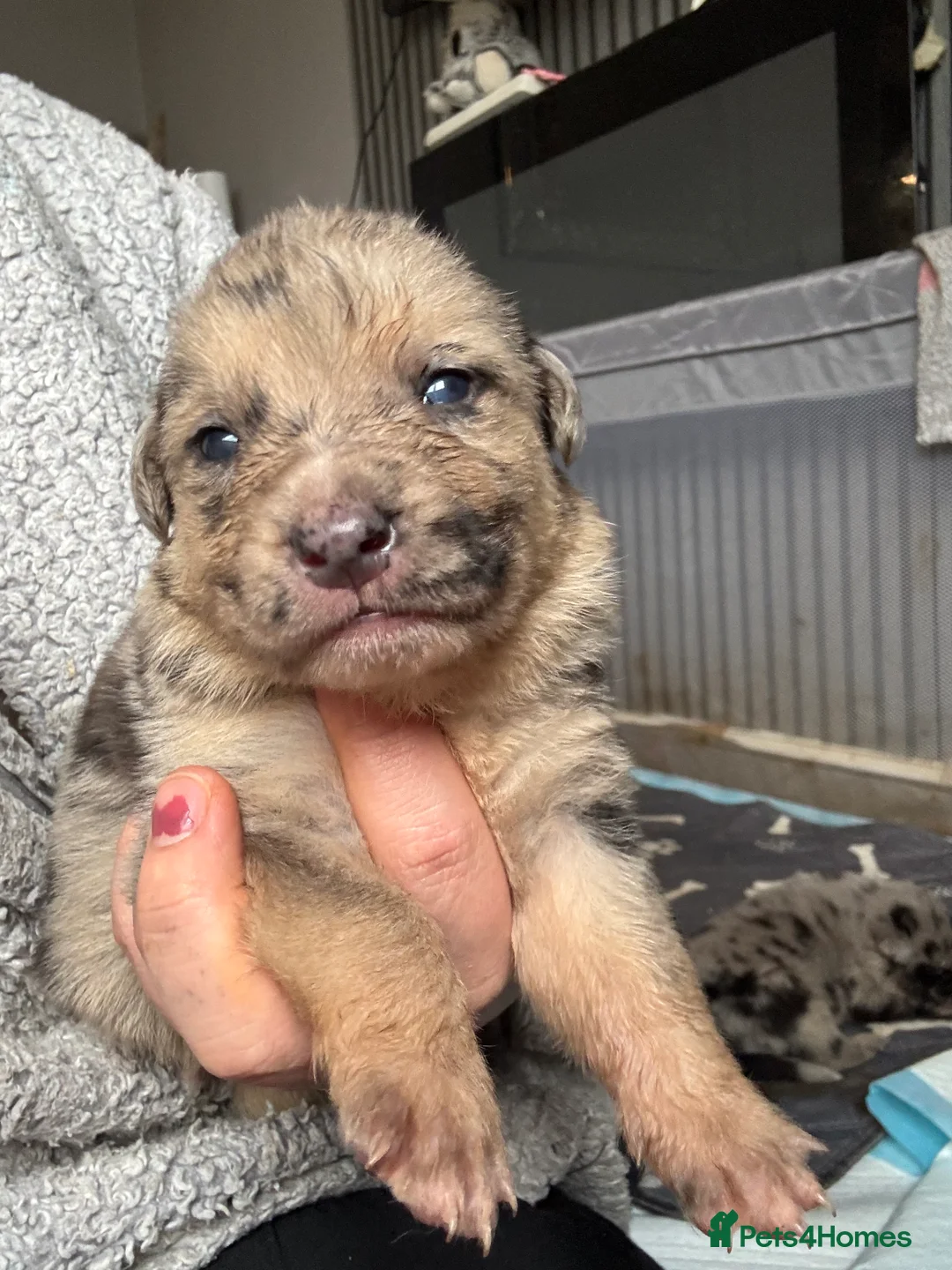 Mixed Breed dogs for sale: Beautiful staffy x German Shepard puppies - Advert 7