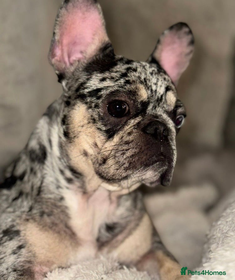 French Bulldog dogs Female French bulldog  - Advert 1