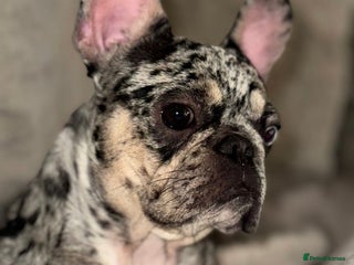 French Bulldog dogs Female French bulldog - Advert 1