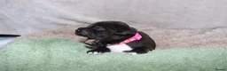 Staffordshire Bull Terrier dogs for sale: KC Staffords | Blue & Black | Champion Bloodlines - Advert 25