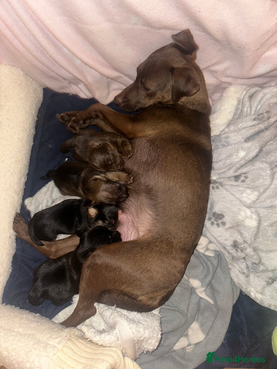 Jack Russell dogs for sale: Beautiful Jack Russell Puppies  - Image 5