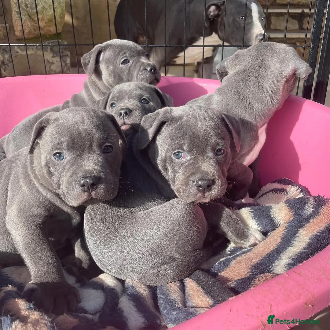 Staffordshire Bull Terrier dogs for sale: Premium Staffordshire Puppies for sale  in Birmingham - Advert 12