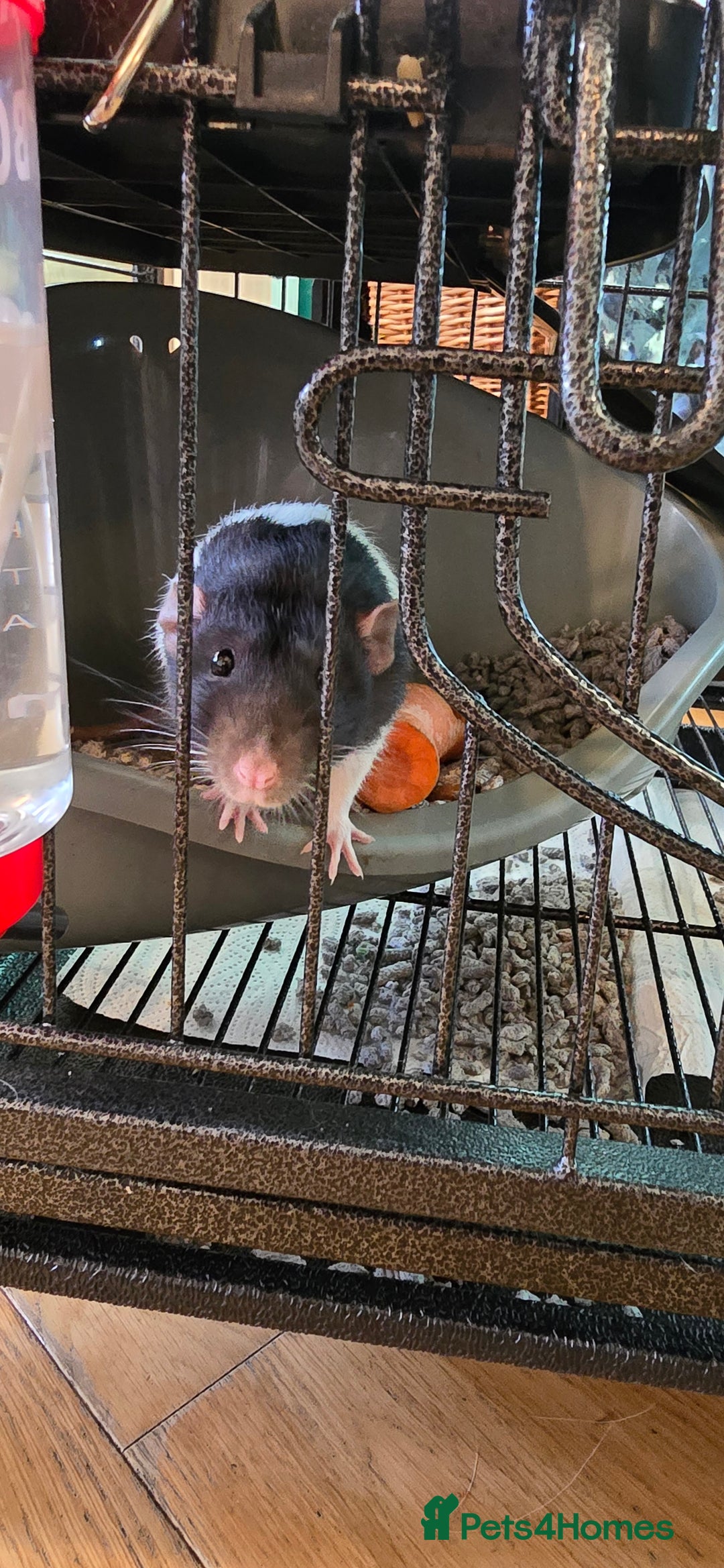 Rat rodents for sale: Rat     - Advert 2