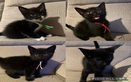 Mixed Breed cats for sale: Beautiful Kittens - Image 2